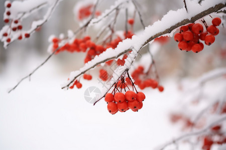 树枝上积雪的植物图片