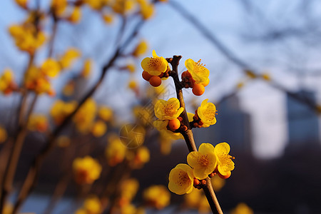 城市鲜花绿化背景图片