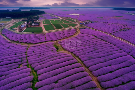 紫色田野花海图片