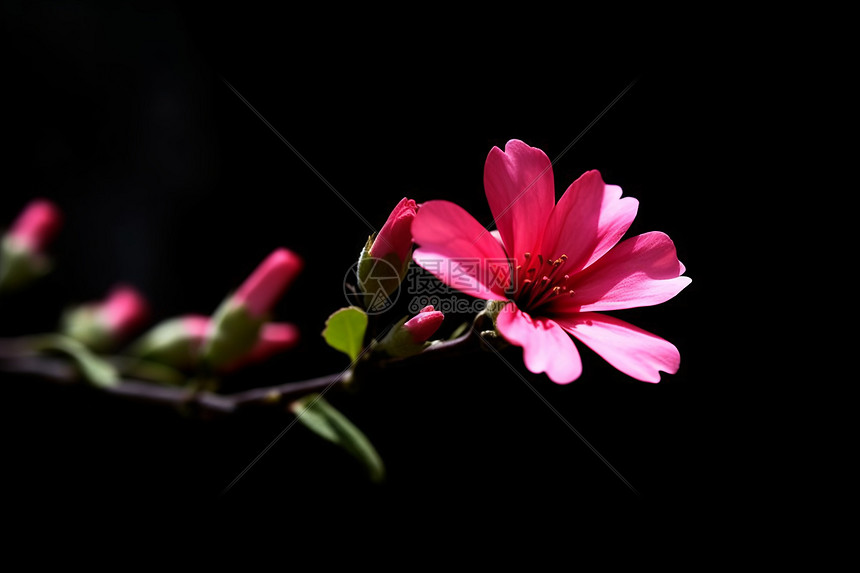 美丽的鲜花花枝图片