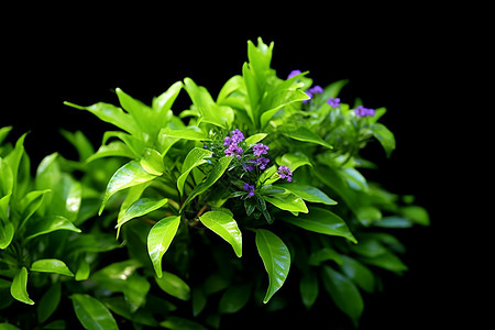 紫色小花盆栽生长的植物背景