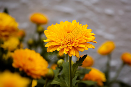 野生的黄色菊花高清图片