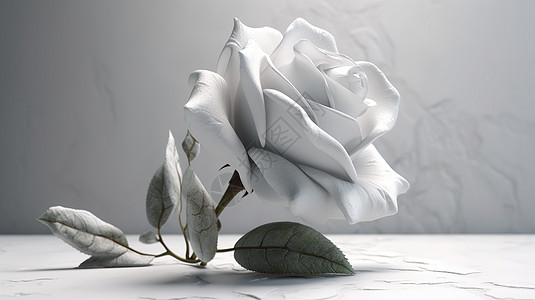 单色的玫瑰花朵图片