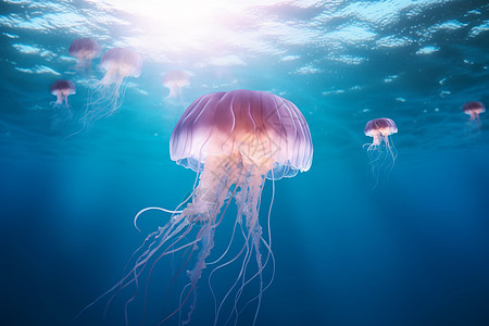 美丽的海洋生物水母2图片