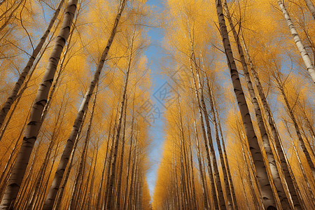 整齐的杨树林背景图片