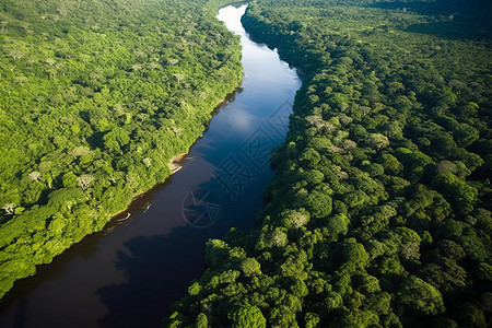 神秘的巴西雨林图片