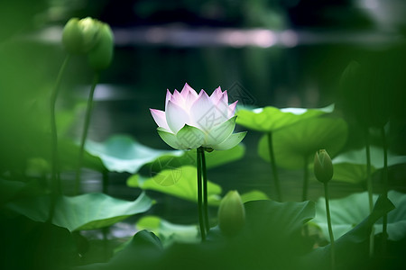 盛开的水芙蓉图片