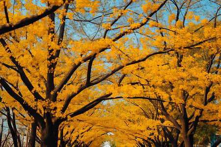 秋季公园的银杏叶图片