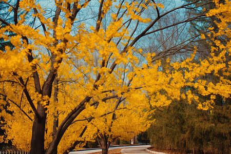 秋季公园的银杏树图片