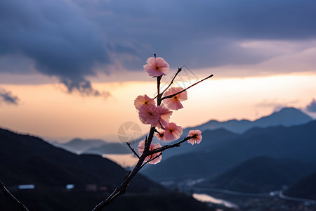 格桑花特写镜头图片