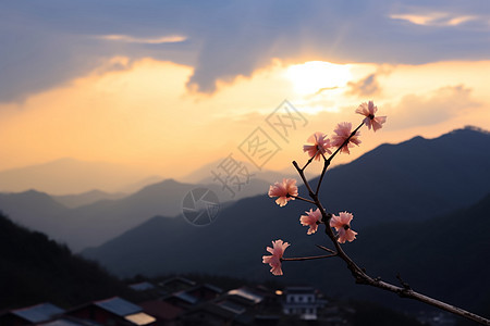 野外的格桑花图片