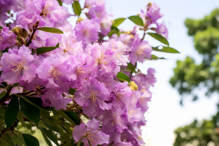 桃金娘角公园里的紫薇花背景