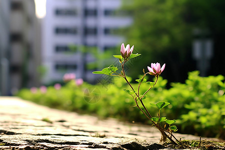 生命力旺盛的花图片