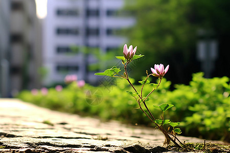 生命力旺盛的花图片