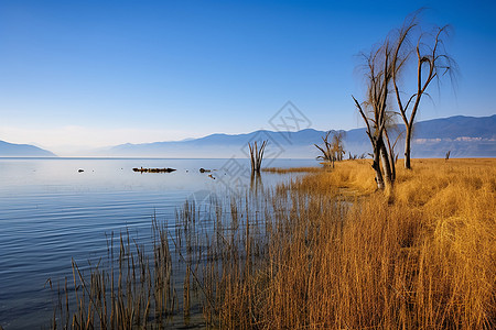 双廊洱海荡漾的湖泊背景