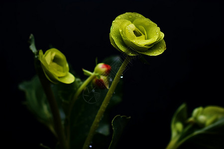 黄绿色的花朵图片