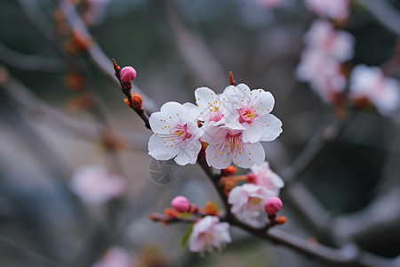 粉白色的樱花背景图片