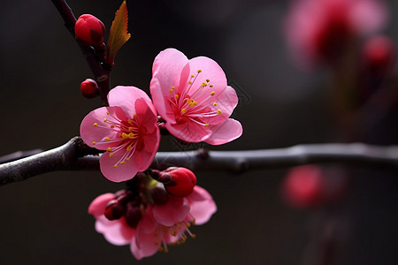 开放的梅花图片