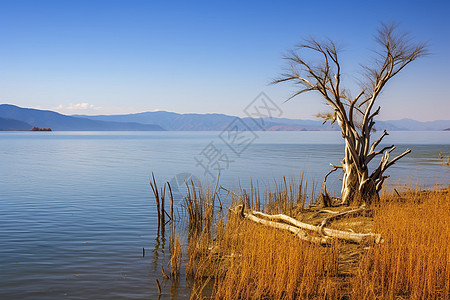 平静的湖面背景图片