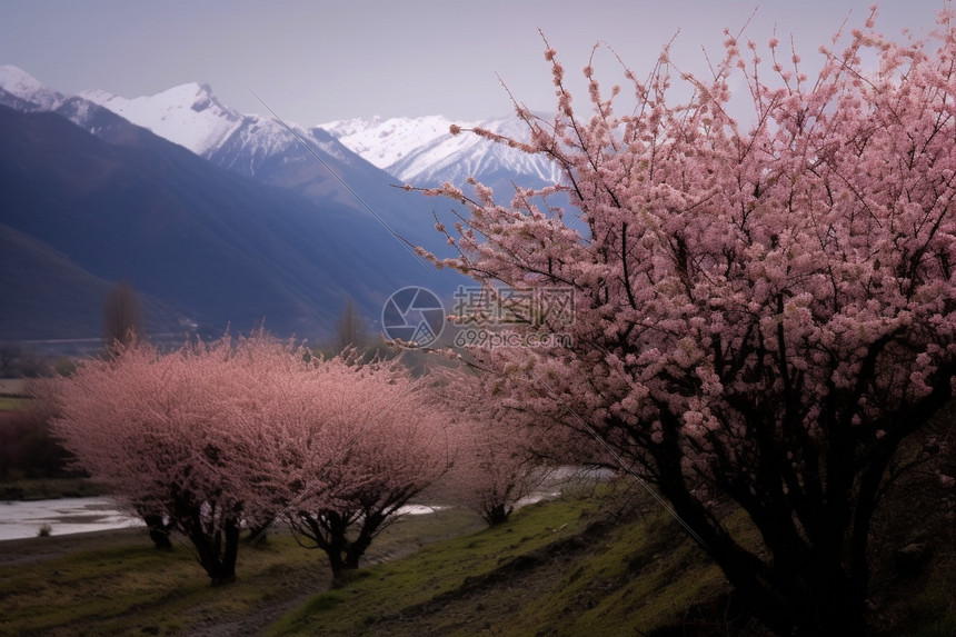 桃花盛开的美丽春景图片