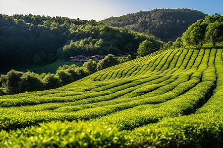 漫山遍野的茶田高清图片