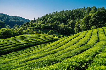 茶田遍布山区背景图片