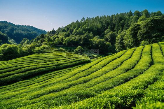 茶田遍布山区图片