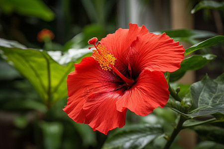 热带的红色芙蓉特写图片