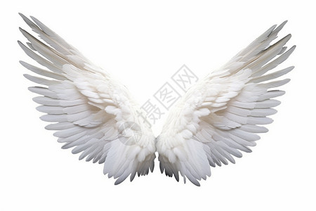 美丽的白色天使翅膀图片