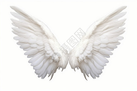 白色背景下的白色翅膀图片