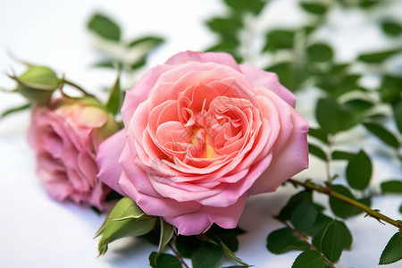 一朵盛开的玫瑰花图片