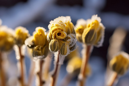 冬天的花朵图片