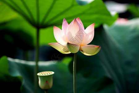 池塘里盛开的花朵图片