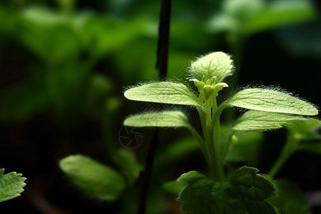 植物幼苗图片