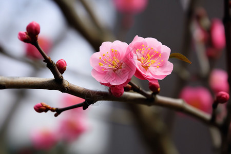 美丽的桃花背景图片