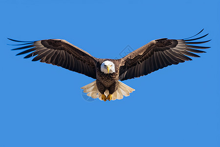 白头鹰在蓝天下翱翔图片