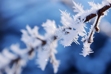 树枝上的雪花图片