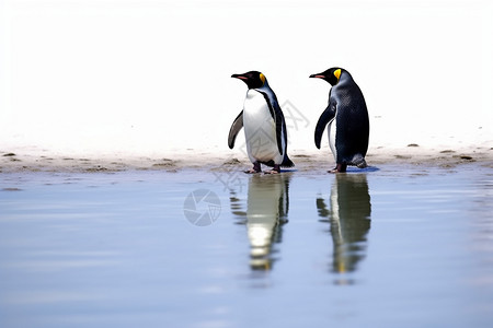 两只可爱企鹅南极可爱企鹅背景