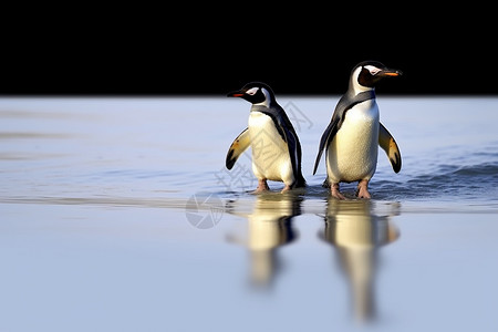 可爱南极企鹅图片