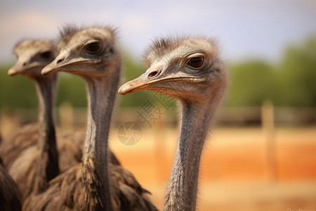 脊椎动物-鸵鸟高清图片