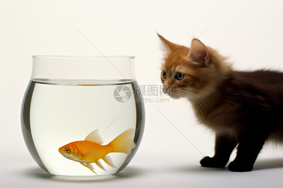 一只小猫好奇水缸里的小鱼图片