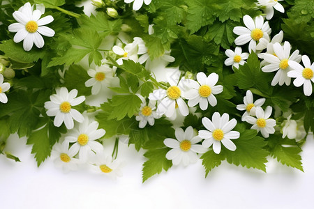 盛开的白色小花朵图片