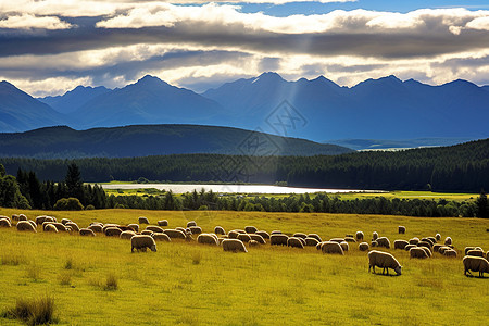 美丽的草地上有着羊群背景图片