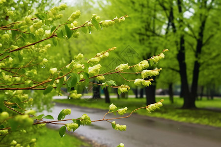 郁郁葱葱的雨后公园图片