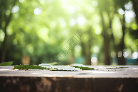 西餐桌背景阳光植物的背景背景