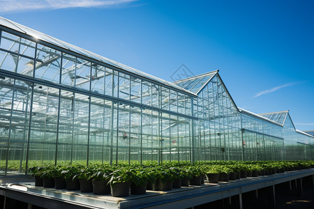 玻璃温室的农作物图片