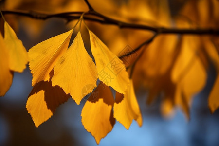 秋天的叶子背景图片