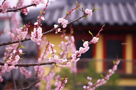 粉红色的小梅花背景图片