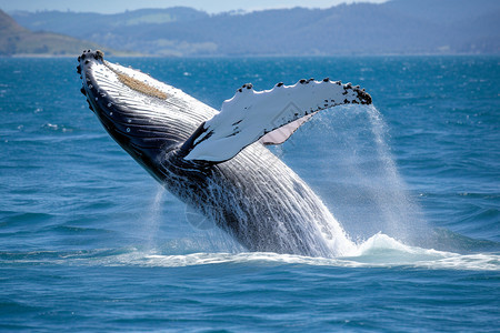 一头鲸从水中跳出来背景图片