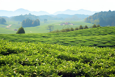 繁茂的茶园图片